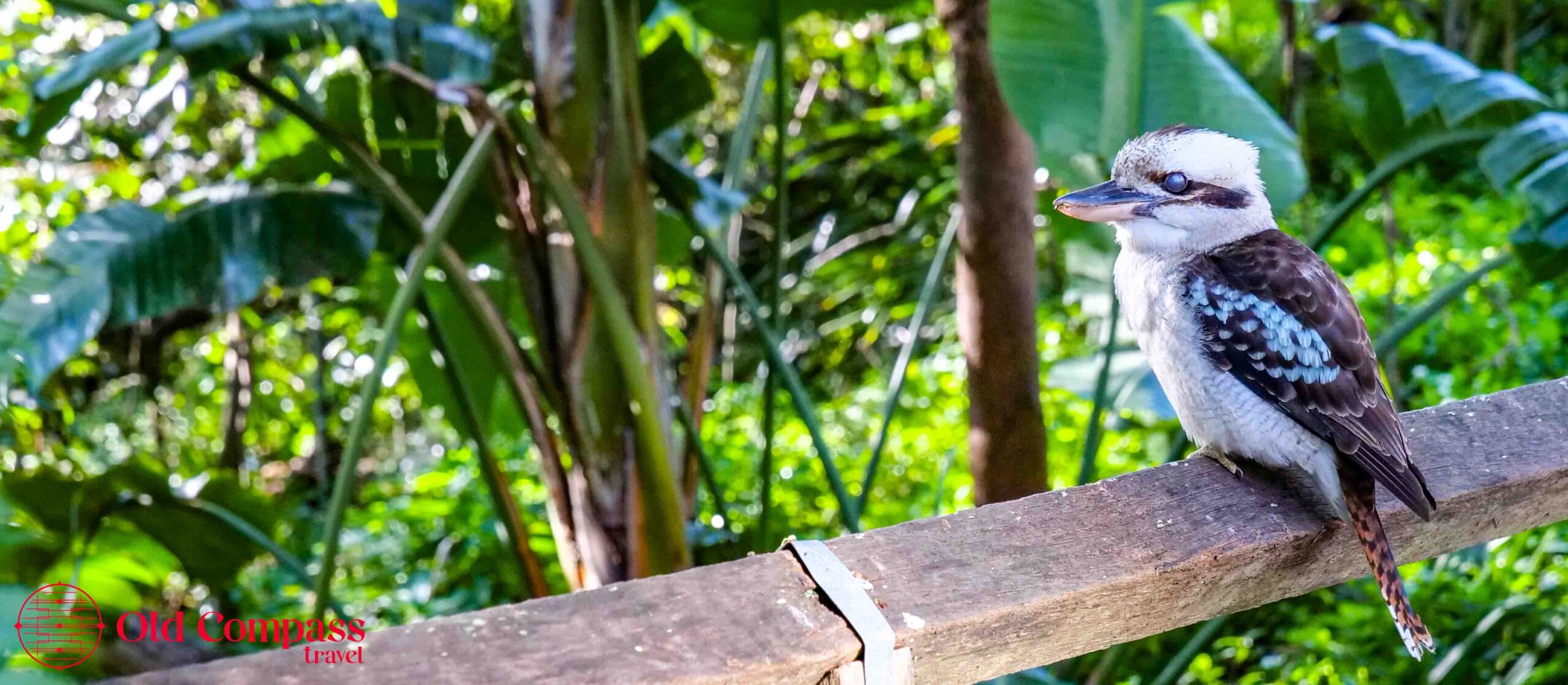 Kookaburra - Sydney Harbour National Park